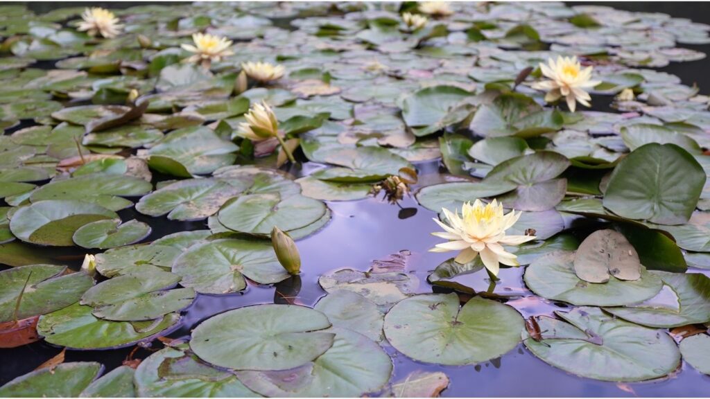 Water lilies at Meiji Jingu in Tokyo