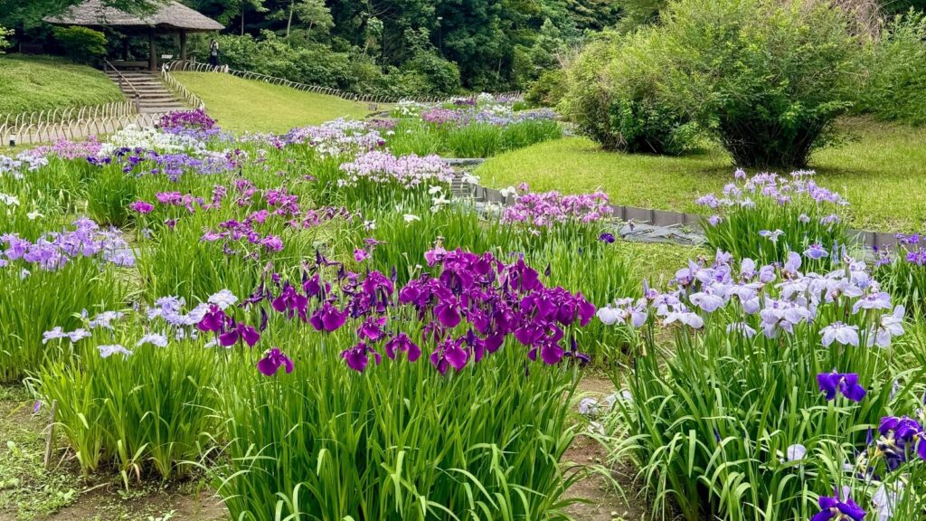 Japanese irises at Meiji Jingu Inner Garden in Tokyo