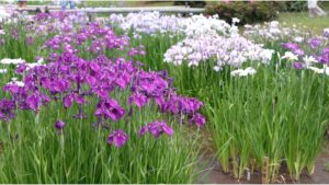 Japanese irises at Meiji Jingu Inner Garden in Tokyo