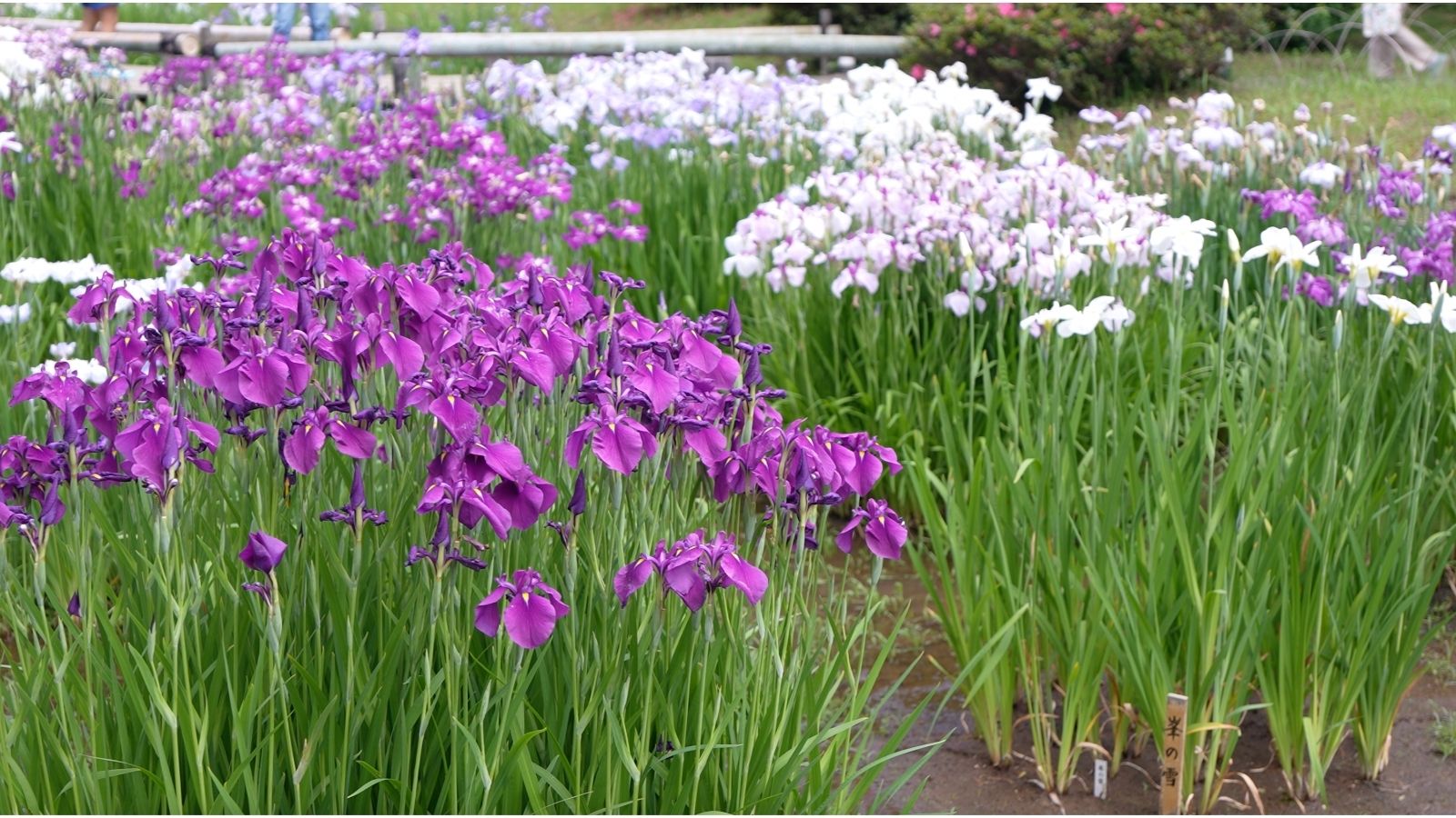 Japanese irises at Meiji Jingu Inner Garden in Tokyo