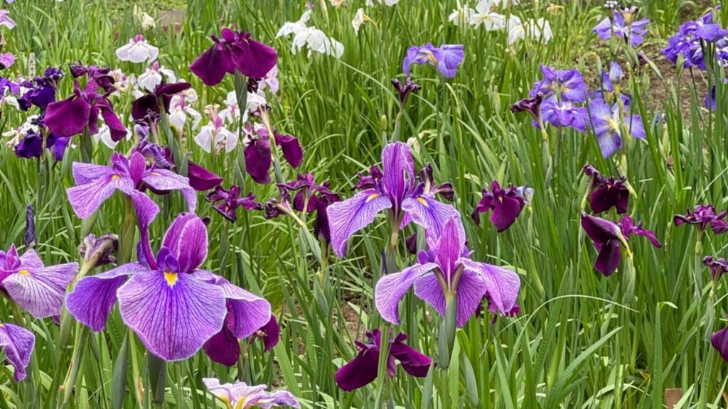 Japanese iris in Meiji Jingu Gyoen in Tokyo