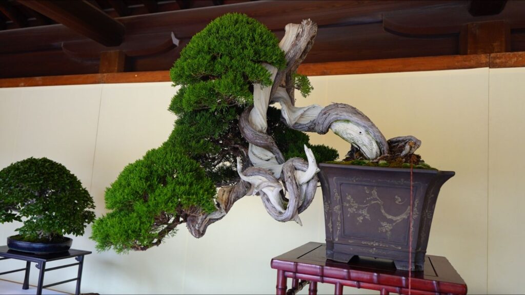 Bonsai at Meiji Jingu in Tokyo Japan
