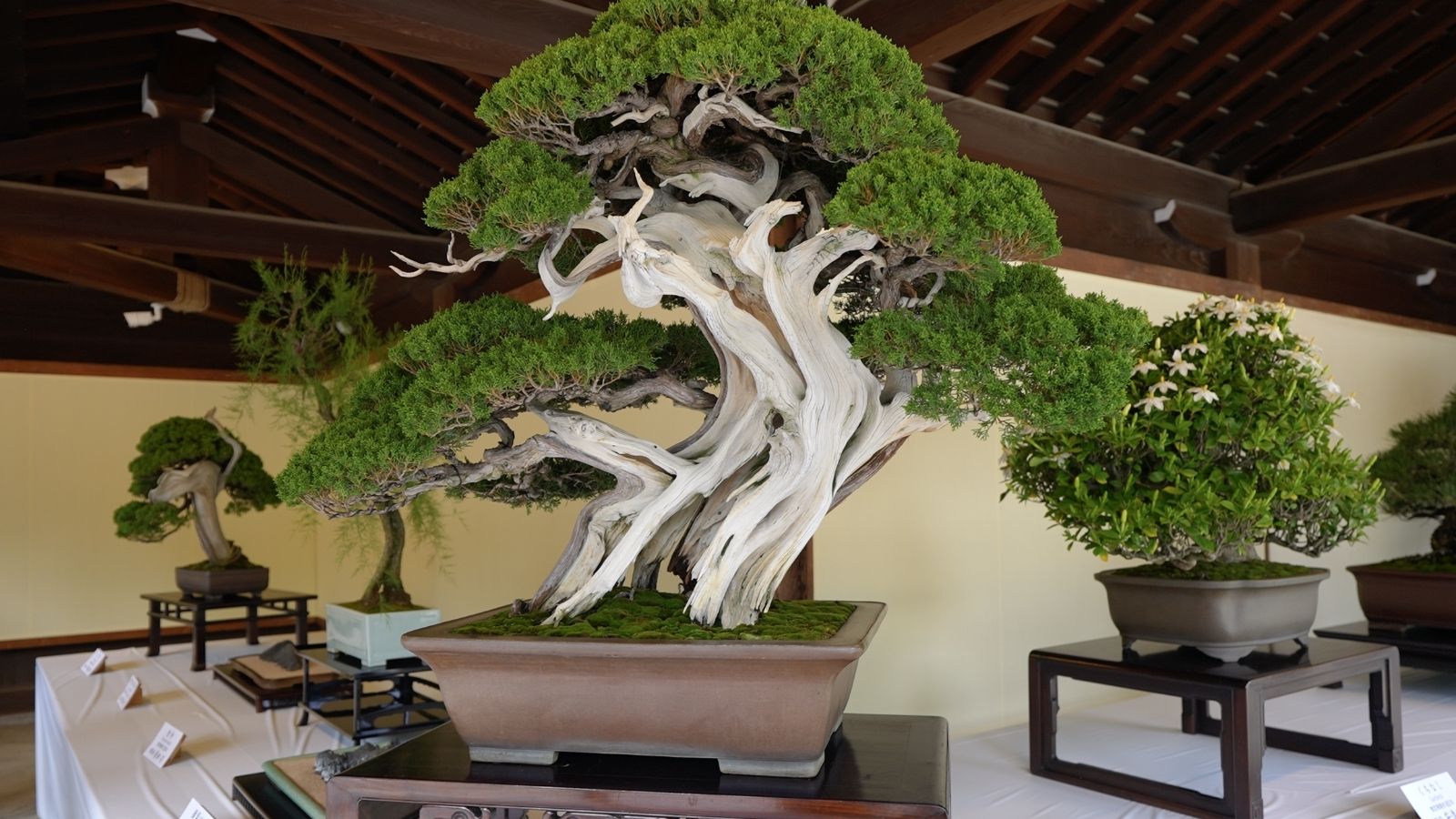 Bonsai at Meiji Jingu in Tokyo, Japan