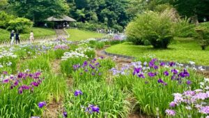 The Japanese iris field in Meiji Jingu in Tokyo