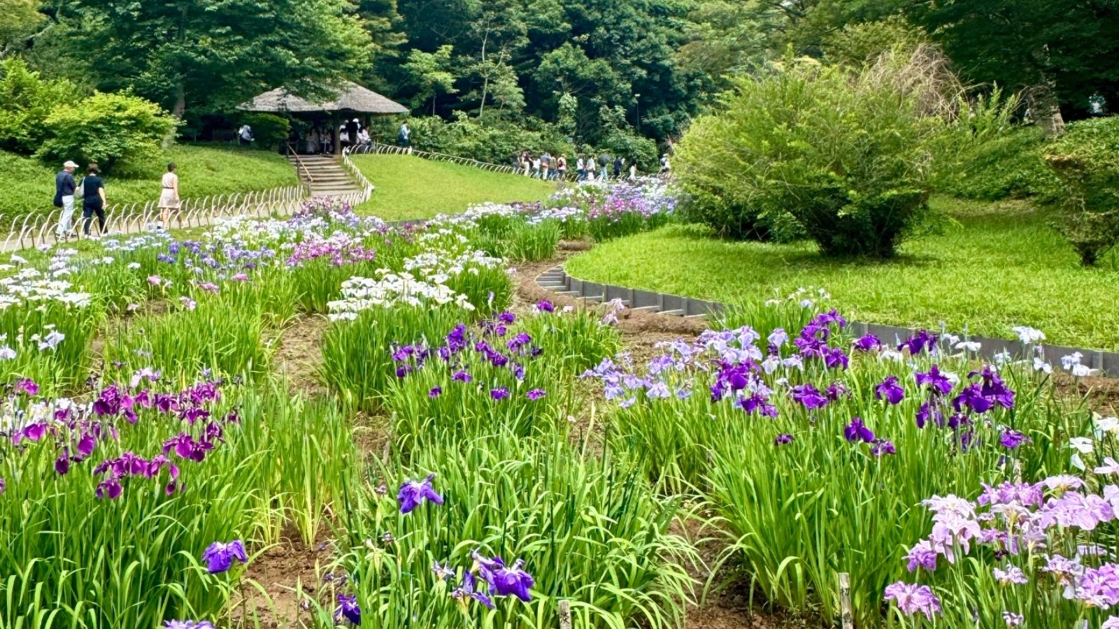 The Japanese iris field in Meiji Jingu in Tokyo
