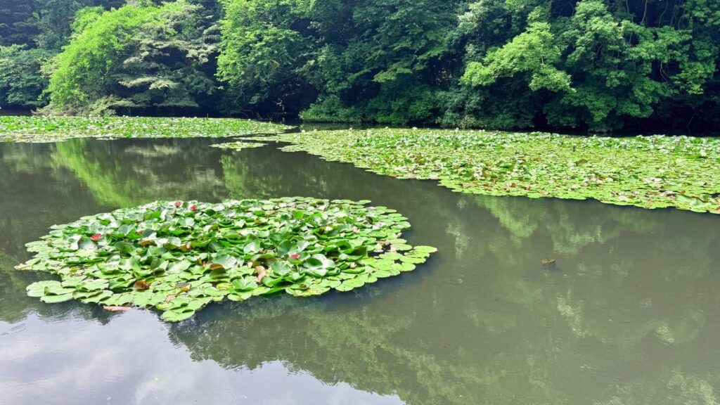 Water lilies at Meiji Jingu Gyoen in Tokyo