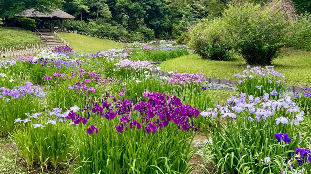 明治神宮御苑花菖蒲