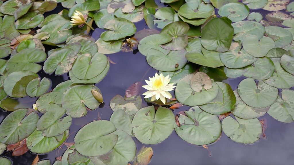 Water lily at Meiji Jingu Gyoen in Tokyo